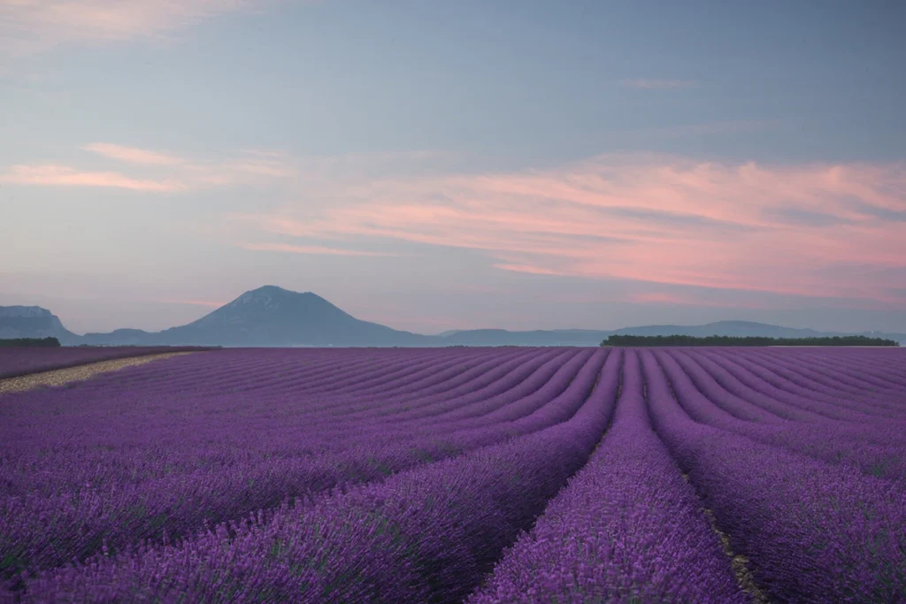 Фотообои Lavender Field