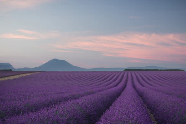 Фотообои Lavender Field