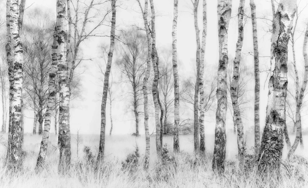 Фотообои Birch Grove