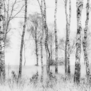 Фотообои Birch Grove
