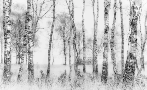 Фотообои Birch Grove