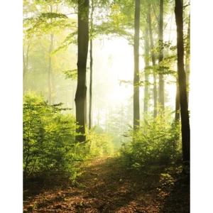 Флизелиновые обои Smart ART 47221 Forest Time, 212×270 cm