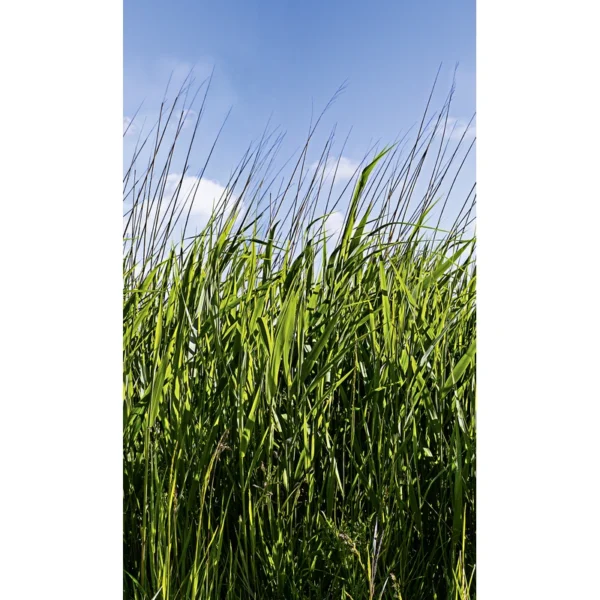 Fliistapeet Smart ART 47272 Tall Grass