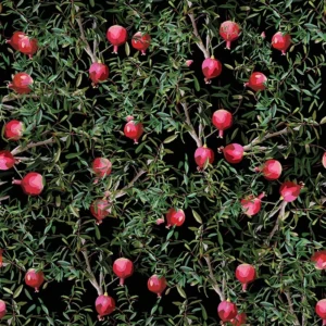 Tapeet Fun House - Pomegranates