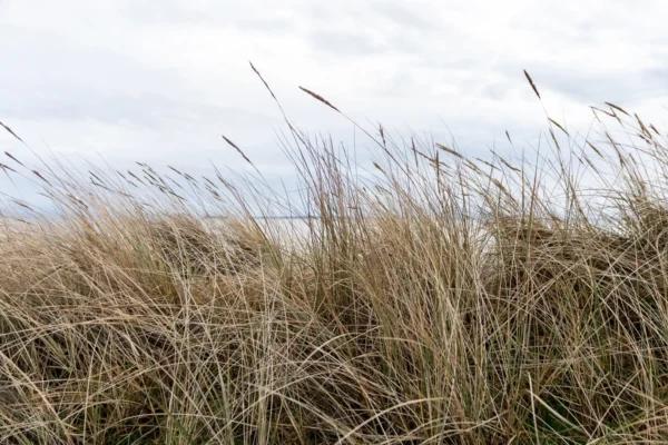 R19521