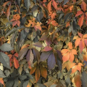 Фотообои Komar SHX7-191 Autumn Foliage