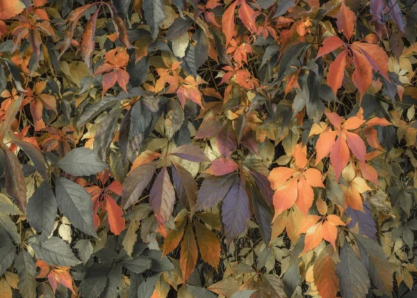 Фотообои Komar SHX7-191 Autumn Foliage