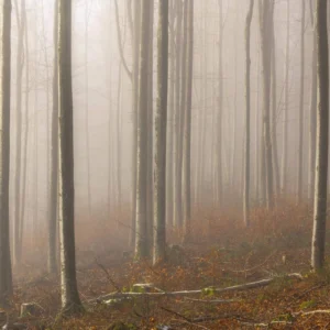 Фотообои Komar SHX7-192 Misty Forest Serenity