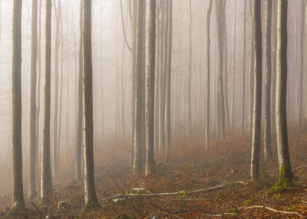 Фотообои Komar SHX7-192 Misty Forest Serenity