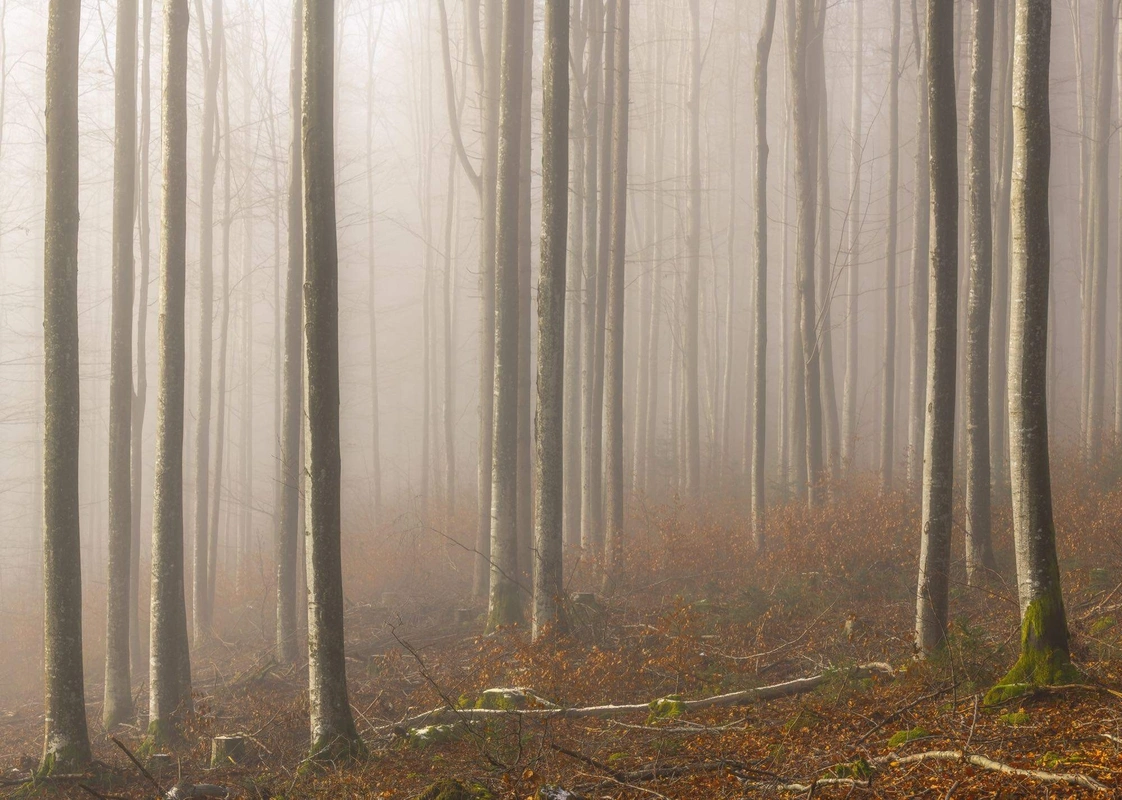 Фотообои Komar SHX7-192 Misty Forest Serenity