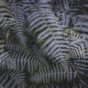 Фотообои Komar SHX7-202 Fern Canopy