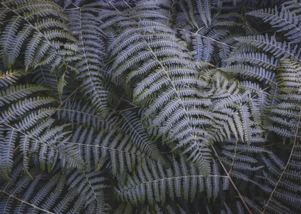 Фотообои Komar SHX7-202 Fern Canopy