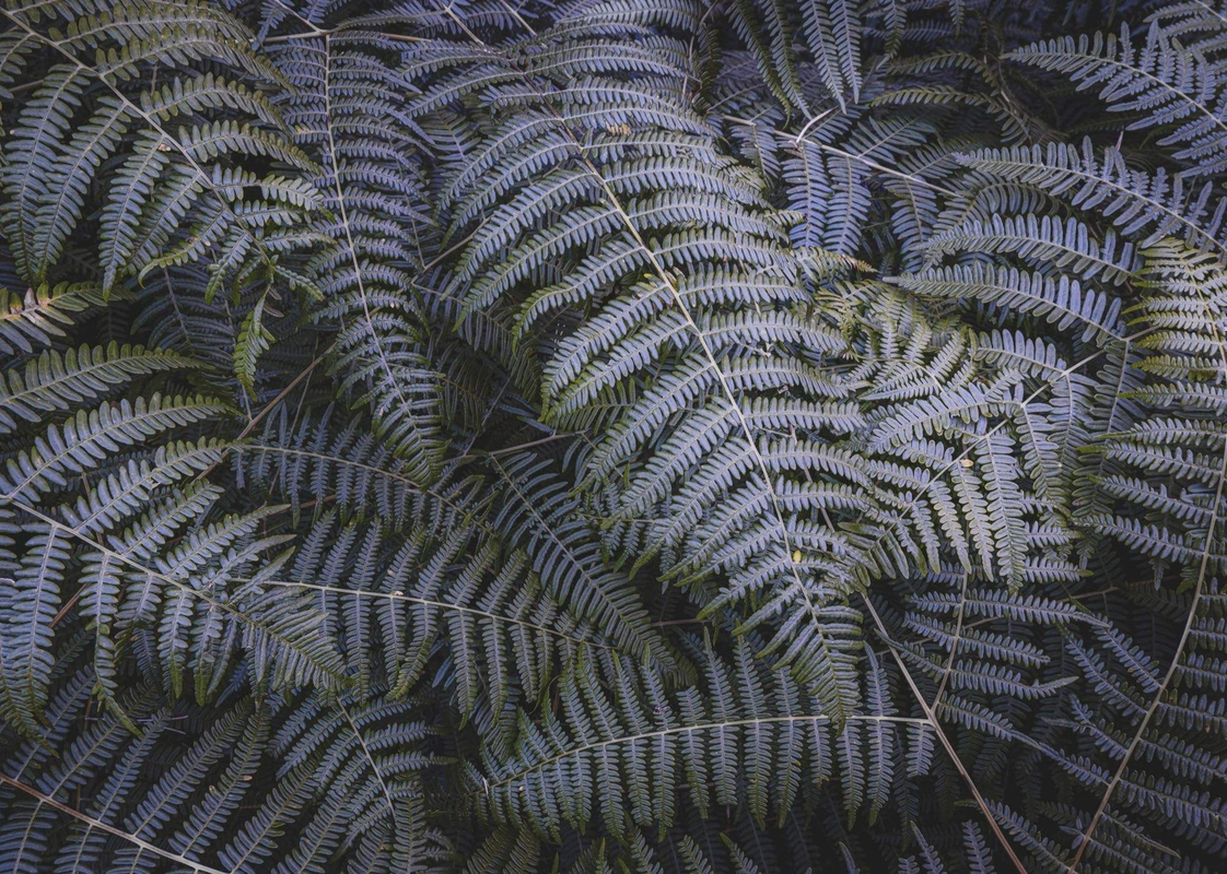 Фотообои Komar SHX7-202 Fern Canopy