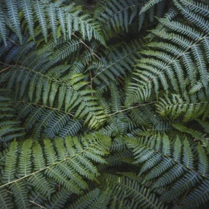 Fototapeet Komar SHX7-203 Fern Canopy