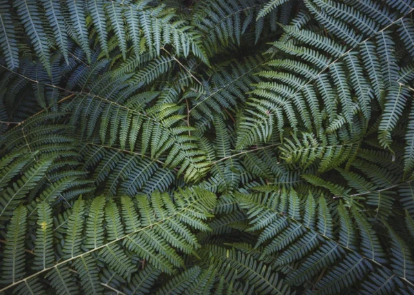 Фотообои Komar SHX7-203 Fern Canopy