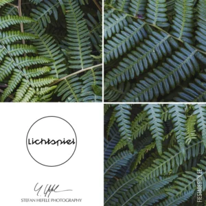 Fototapeet Komar SHX7-203 Fern Canopy