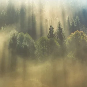 Фотообои Komar SHX7-205 Misty Forest Sunrise