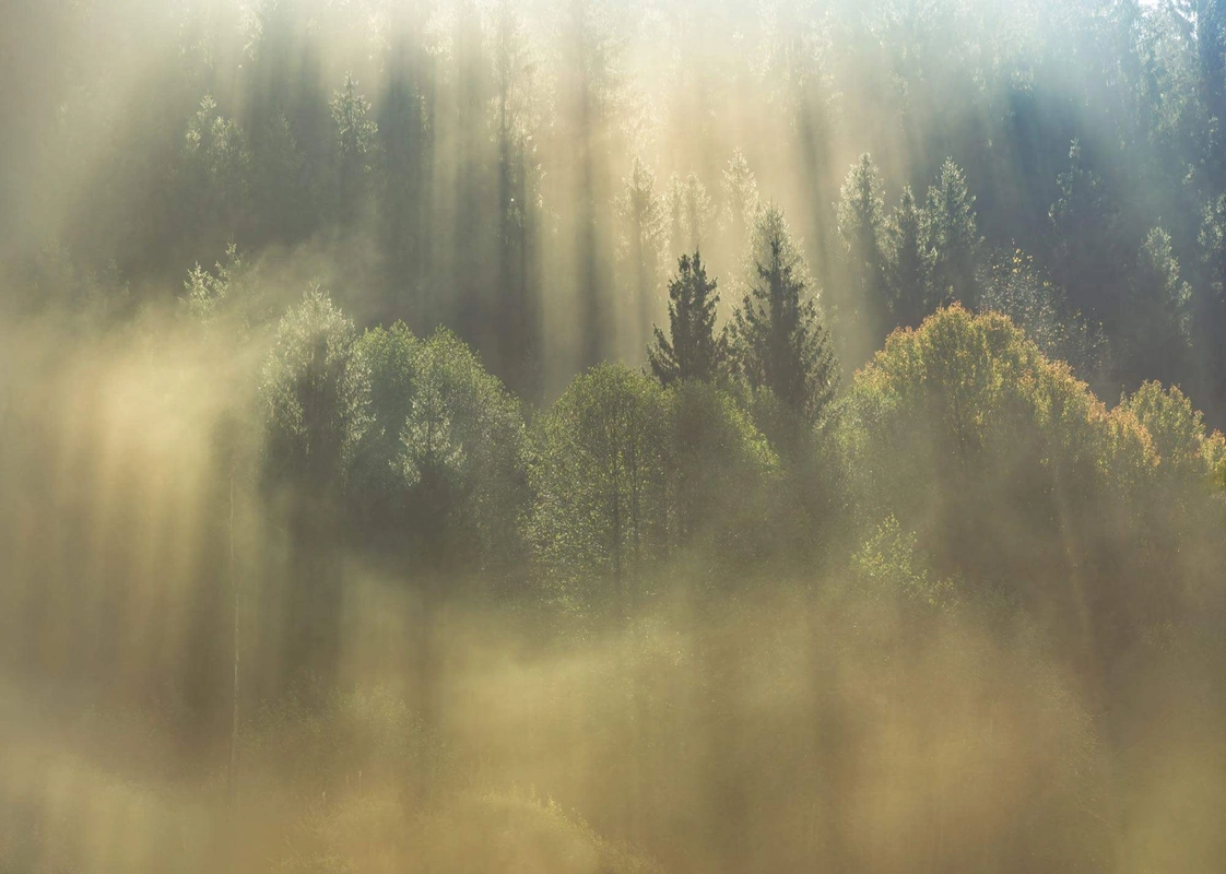 Фотообои Komar SHX7-205 Misty Forest Sunrise
