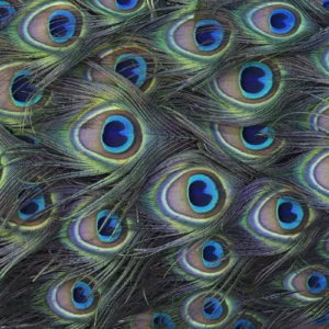 Fototapeet Komar SHX7-210 Plumage Detail