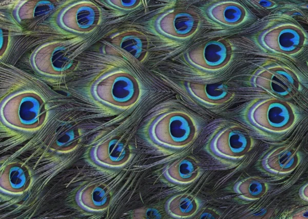 Фотообои Komar SHX7-210 Plumage Detail