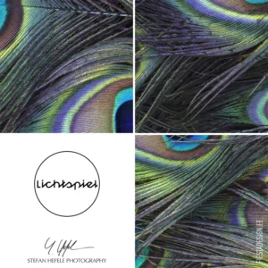 Fototapeet Komar SHX7-210 Plumage Detail
