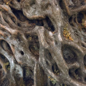 Фотообои Komar SHX7-220 Swirly Bark