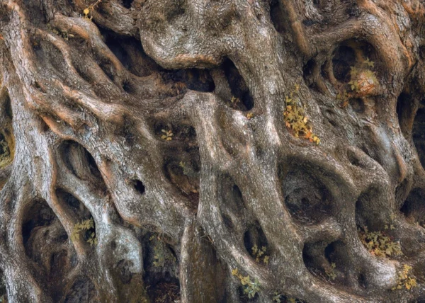 Фотообои Komar SHX7-220 Swirly Bark