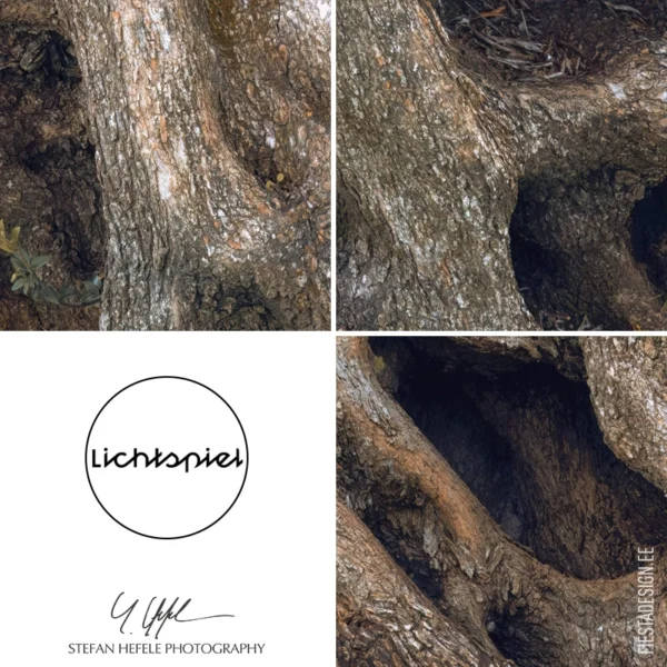 Фотообои Komar SHX7-220 Swirly Bark