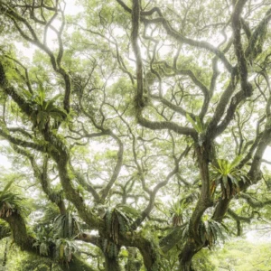 Фотообои Komar SHX7-222 The Jungletree