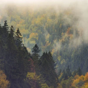 Fototapeet Komar SHX7-225 Misty Forest Elegance