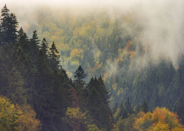 Фотообои Komar SHX7-225 Misty Forest Elegance